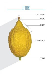 מאת Meir izchak rosh - נוצר על ידי מעלה היצירה, CC BY-SA 4.0, 